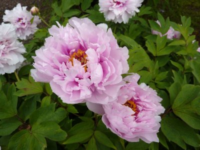 Paeonia suffruticosa - pivoňka keřovitá - květ2